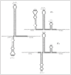 Figure 5.. The alternative putative secondary structures that are predicted to form in mRNA of Tn916.