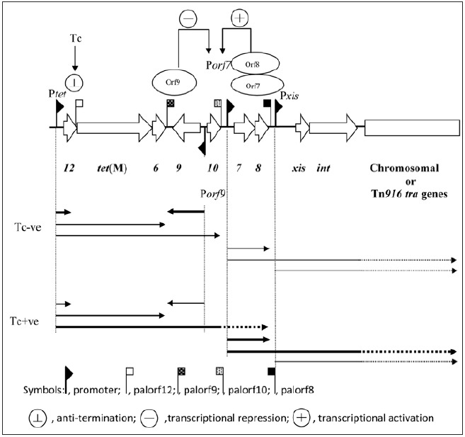 Figure 6.. Regulation of expression of the transfer genes within Tn916 The thick arrows underneath the figure represent the majority of the transcripts, the thin lines represent lower levels of transcription.