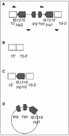 Figure 7.. A schematic representing the four forms of the qrg gene and IS1216 insertion found in Tn6087.