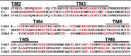 Figure 3. CARs possess a Frizzled domain within their 7-TM regions.