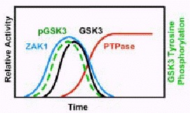 Figure 4. cAMP regulation of ZAK1, GSK3, the CAR4-PTPase, and pGSK3.