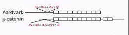 Figure 6. Structural conservation between Dictyostelium Aar and β-catenin.