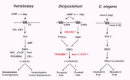 Figure 7. A partial comparison of some CAR/GSK3 and Fz/GSK3 pathways in vertebrates, Dictyostelium, and C.