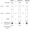 Figure 1. Primary structure of Neuropilins.