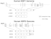 Figure 2. Genomic structure of human NRP1 and NRP2.