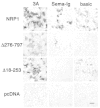 Figure 3. The binding of Sema3A to NRP1 mutants.