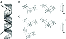 Figure 1. Triplex nucleic acids.