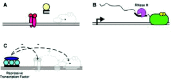 Figure 5. Alternative mechanisms for transcription regulation by multiplexes.