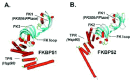 Figure 2. Three-dimensional structures of FKBP51 and FKBP52.