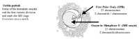 Figure 2. Oocyte at the time of ovulation arrested at Metaphase II.