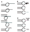 Figure 3. 1PB biopsy systems: A) mechanical, B) laser and C) Tyrode's acid.