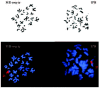 Figure 5. 1PB and MII oocyte chromosome complements observed by phase-contrast (up) and by fluorescent microscopy (down).