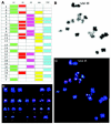 Figure 6. A) Centromere-specific multicolor-FISH probes used in cenM-FISH.