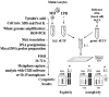 Figure 7. CGH cytogenetic analysis applied to isolated cells: 1PB and the MII oocyte.