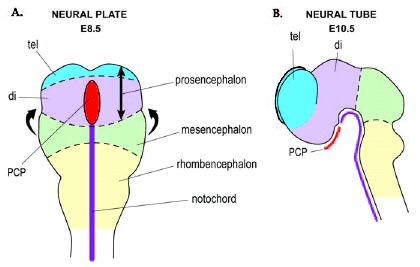 Figure 1. Neural plate and neural tube stages in mouse.