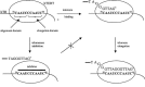 Figure 2. The mechanism of telomeric DNA synthesis catalysed by human telomerase.