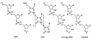 Figure 3. Chemical backbone structure of DNA analogues that are the most potent inhibitors of telomerase.