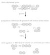 Figure 3. Inhibition of fibrinolysis by TAFIa.