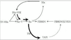 Figure 7. Model of blood coagulation.