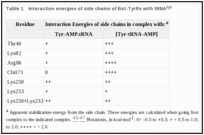 Table 1. Interaction energies of side chains of Bst-TyrRs with tRNAtyr.