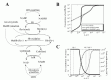 Figure 3. MetHb-reducing pathways included in the model and the simulation results.