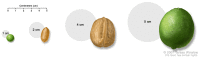 Pea, peanut, walnut, and lime show tumor sizes