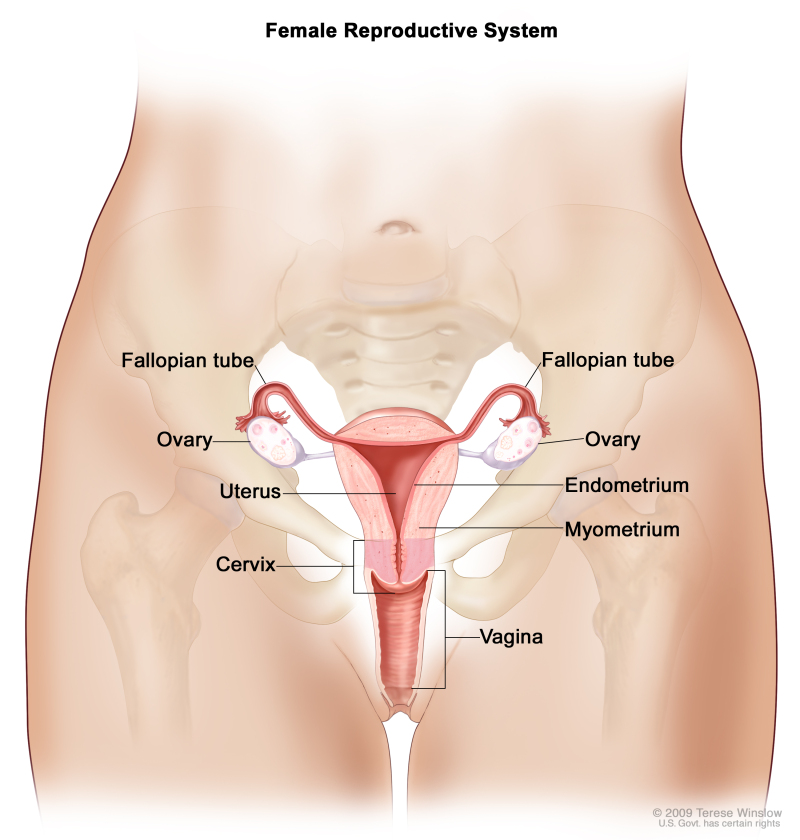 Anatomy of the female reproductive system; drawing shows the uterus, myometrium (muscular outer layer of the uterus), endometrium (inner lining of the uterus), ovaries, fallopian tubes, cervix, and vagina.