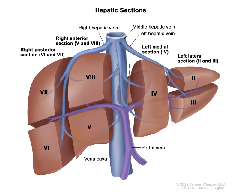 Drawing showing 4 sections of the liver: the right posterior section, the right anterior section, the left medial section, and the left lateral section. Also shown are 8 segments (I-VIII), each corresponding to a specific section of the liver. The boundaries of each section are separated by the right hepatic vein, middle hepatic vein, and left hepatic vein. The vena cava and portal vein are also shown.