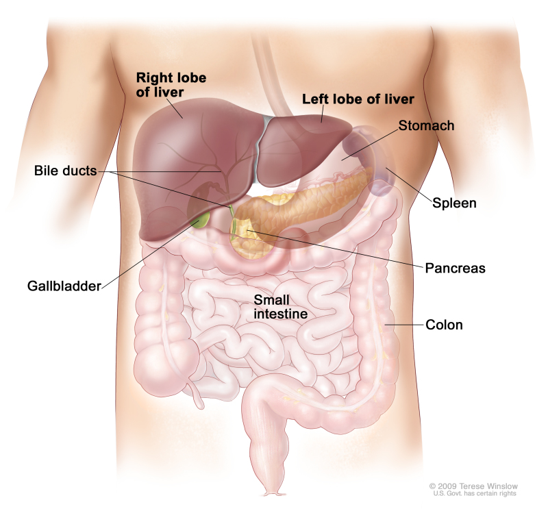 Anatomy of the liver; drawing shows the right and left front lobes of the liver, bile ducts, gallbladder, stomach, spleen, pancreas, colon, and small intestine. The two back lobes of the liver are not shown.