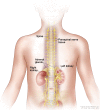 Neuroblastoma may be found in the adrenal glands and paraspinal nerve tissue from the neck to the pelvis