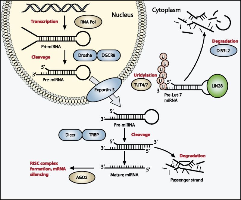 Diagram showing the miRNA processing pathway, which is commonly mutated in Wilms' tumor.