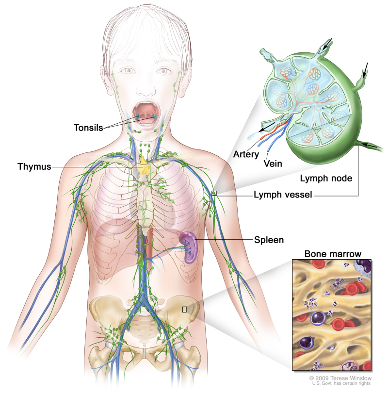 Lymph system; drawing shows the lymph vessels and lymph organs including the lymph nodes, tonsils, thymus, spleen, and bone marrow. One inset shows the inside structure of a lymph node and the attached lymph vessels with arrows showing how the lymph (clear fluid) moves into and out of the lymph node. Another inset shows a close up of bone marrow with blood cells.