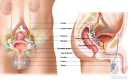 Anatomy of the male reproductive and urinary systems, showing the prostate, testicles, bladder, and other organs