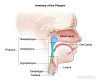 Anatomy of the pharynx (throat)