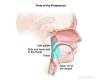 Parts of the oropharynx