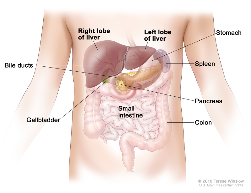 Anatomy of the liver; drawing shows the right and left lobes of the liver. Also shown are the bile ducts, gallbladder, stomach, spleen, pancreas, small intestine, and colon.