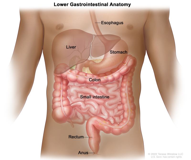 Gastrointestinal (digestive) system anatomy; drawing shows the esophagus, liver, stomach, colon, small intestine, rectum, and anus.