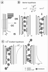 Figure 10. Models for Ca2+-dependent centrin-transducin assembly in the connecting cilium of vertebrate photoreceptor cell.