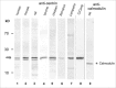 Figure 4. Western blot analysis reveals centrin expression in retina of various vertebrate species.