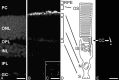 Figure 5. Localization of centrin in the mammalian retina and in photoreceptor fragments by indirect immunofluorescence.