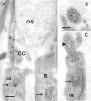 Figure 6. Immunoelectron microscopic localization of centrin in the connecting cilium of rod photoreceptor cells.