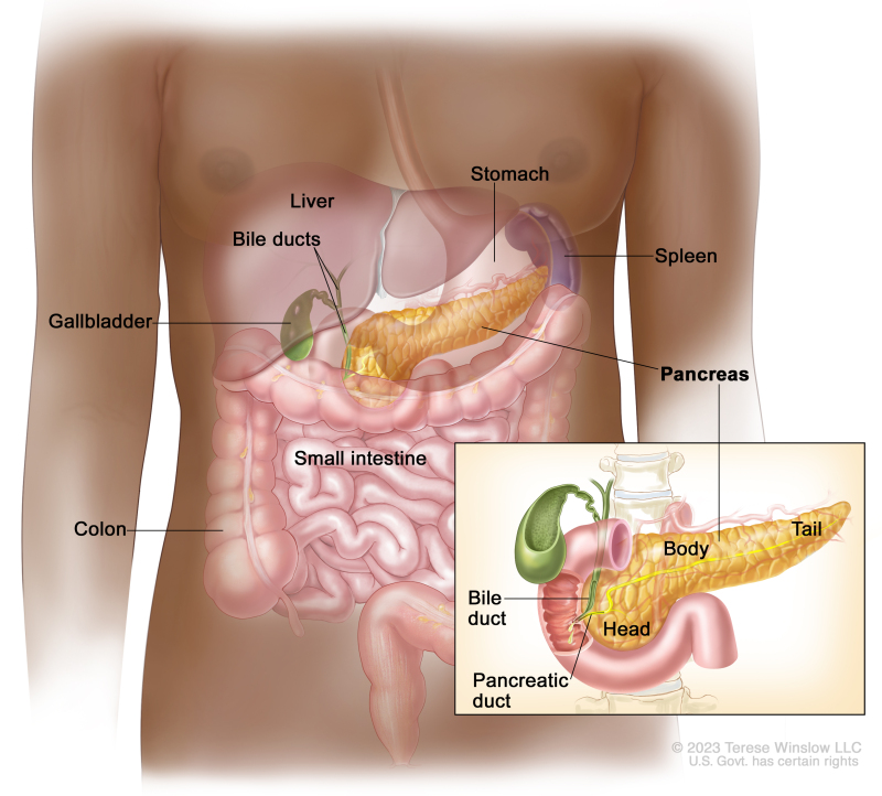 Anatomy of the pancreas; drawing shows the pancreas, stomach, spleen, liver, bile ducts, gallbladder, small intestine, and colon. An inset shows the head, body, and tail of the pancreas. The bile duct and pancreatic duct are also shown.