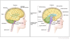 Anatomy of the brain