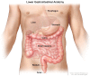 Anatomy of the lower digestive system, showing the colon and other organs