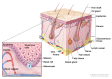 Anatomy of the skin, showing the epidermis, dermis, and subcutaneous tissue