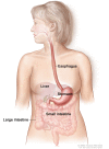 The esophagus and stomach are part of the upper gastrointestinal (digestive) system