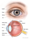 Anatomy of the eye, showing the outside and inside of the eye including the eyelid, pupil, sclera, iris, cornea, lens, ciliary body, retina, choroid, vitreous humor, and optic nerve