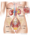 Anatomy of the female urinary system showing the kidneys, ureters, bladder, and urethra
