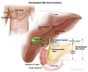Anatomy of the extrahepatic bile ducts