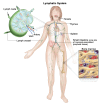 The lymph system is part of the body's immune system and is made up of tissues and organs that help protect the body from infection and disease